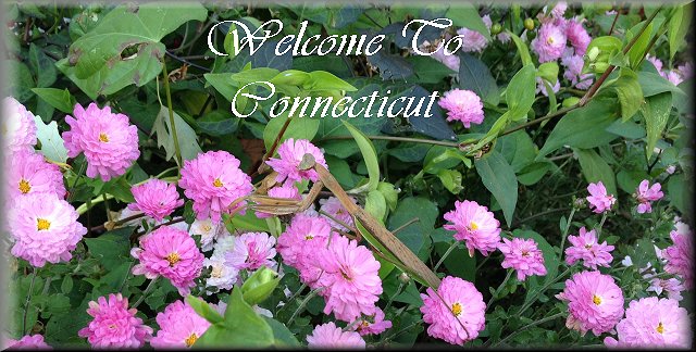 Welcome To Connecticut - Praying Mantis resting on mums